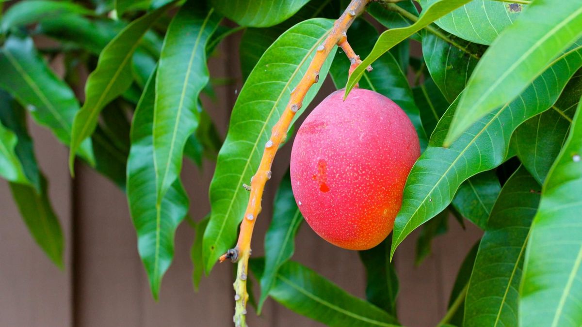 Как правильно ухаживать за манго в домашних условиях